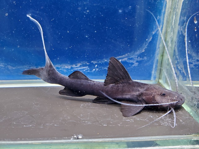 バンデッドピラムターバ　4　2026年3月入荷！