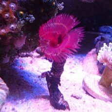 ケヤリ　レッド　　２０２６年３月１日撮影