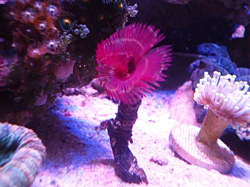 ケヤリ　レッド　　２０２６年３月１日撮影