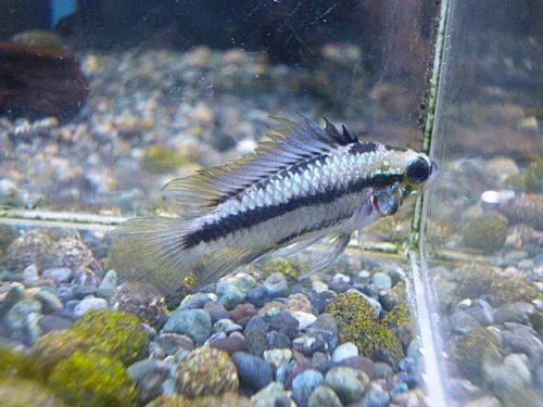 トリファスキアータ