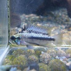 アピスト　トリファスキアータ　ペア　２０２６年２月２８日入荷