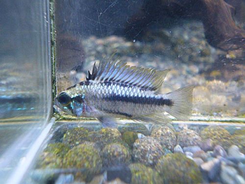 アピスト　トリファスキアータ　ペア　２０２６年２月２８日入荷