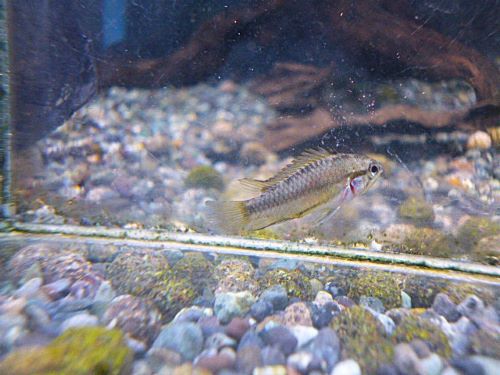 トリファスキアータ