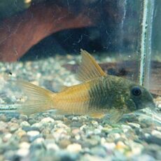 コリドラス　ビーコンコロール　２０２６年２月２６日入荷