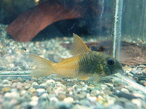 コリドラス　ビーコンコロール　２０２６年２月２６日入荷