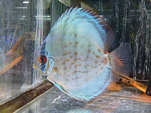 セルーリアクロス・ディスカス