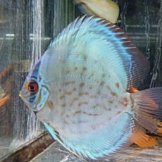 セルーリアクロスディスカス①　２０２６年２月２０日入荷