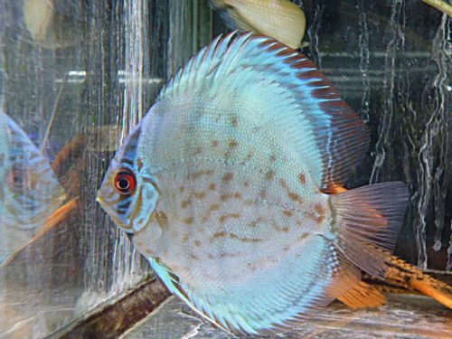 セルーリアクロスディスカス①　２０２６年２月２０日入荷