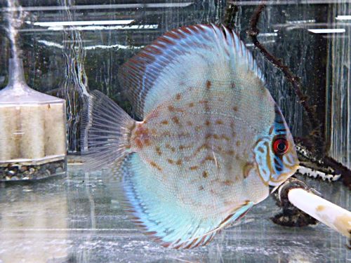 セルーリアクロス・ディスカス