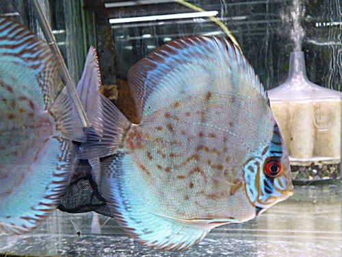 セルーリアクロス・ディスカス