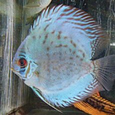 セルーリアクロスディスカス②　２０２６年２月２０日入荷