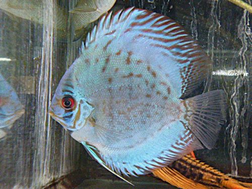 セルーリアクロスディスカス②　２０２６年２月２０日入荷