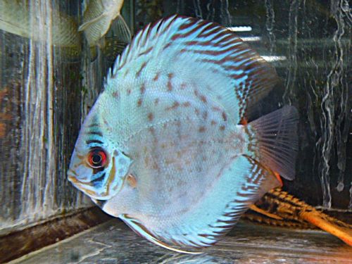 セルーリアクロス・ディスカス