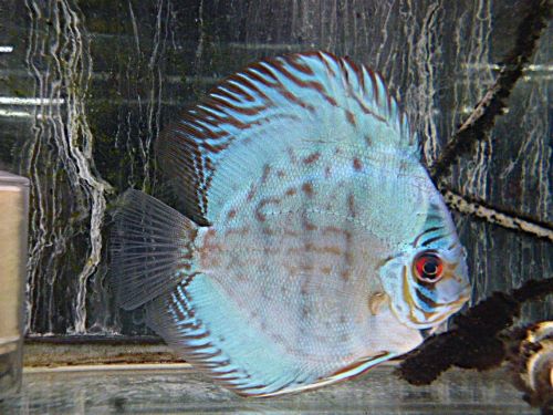 セルーリアクロス・ディスカス