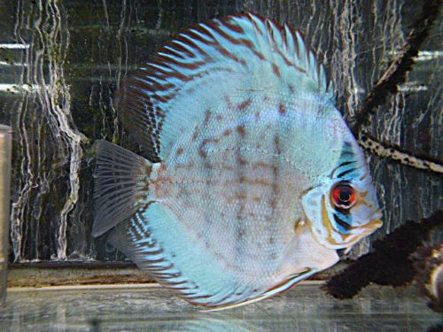 セルーリアクロス・ディスカス