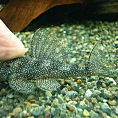 Ｓｐ．メニースポットペコルティア①　２０２６年２月２５日入荷