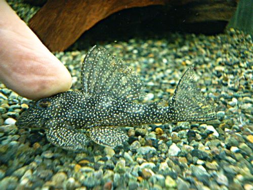 Ｓｐ．メニースポットペコルティア①　２０２６年２月２５日入荷