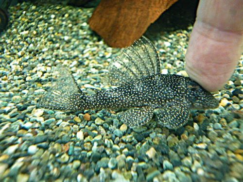 Ｓｐ．メニースポットペコルティア