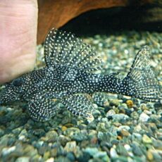 Ｓｐ．メニースポットペコルティア②　２０２６年２月２５日入荷