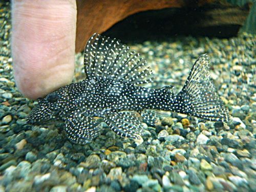 Ｓｐ．メニースポットペコルティア②　２０２６年２月２５日入荷