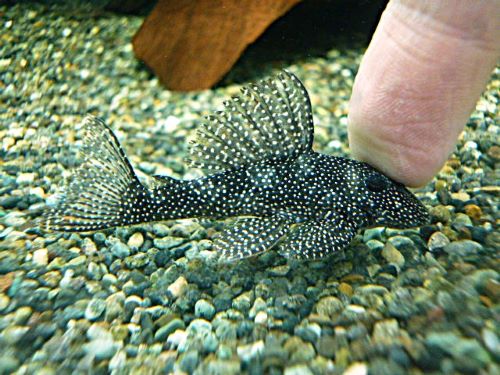 Ｓｐ．メニースポットペコルティア