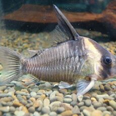 コリドラス　レセックス　　２０２６年２月２８日入荷