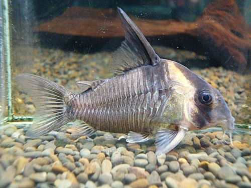 コリドラス　レセックス　　２０２６年２月２８日入荷