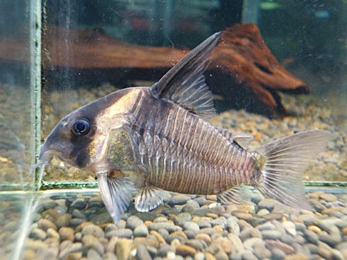 コリドラス　レセックス