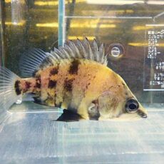 ニューギニアダトニオ　２０２６年２月１３日入荷