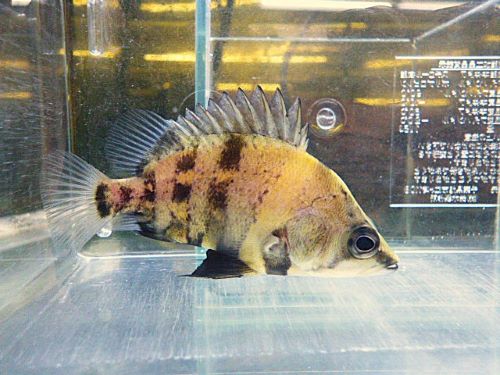 ニューギニアダトニオ　２０２６年２月１３日入荷