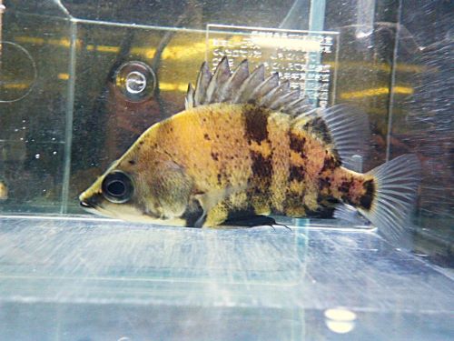 ニューギニアダトニオ