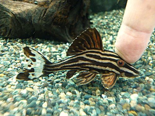 プラチナロイヤルプレコ　２０２６年２月２７日入荷