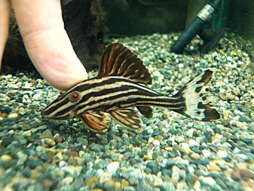 プラチナロイヤルプレコ