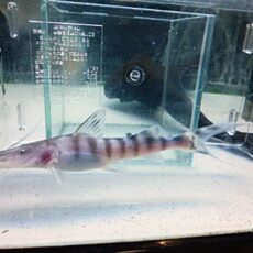 ゼブラキャット　２０２６年２月２８日入荷