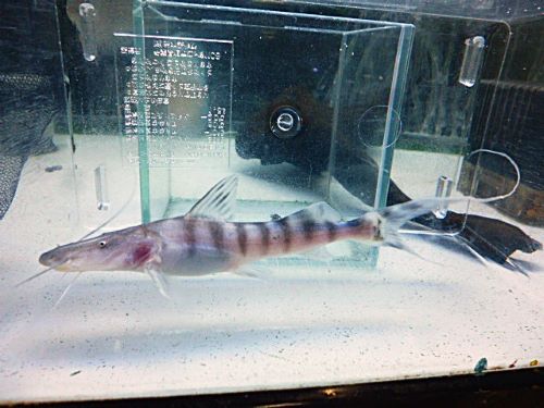 ゼブラキャット　２０２６年２月２８日入荷