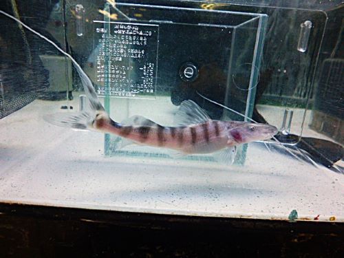 ゼブラキャット