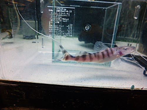 ゼブラキャット