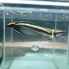 ブラックアロワナ①　２０２６年２月１２日入荷