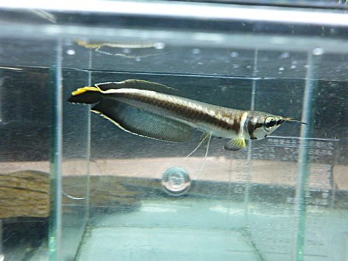 ブラックアロワナ①　２０２６年２月１２日入荷