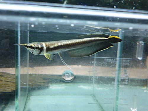 ブラックアロワナ