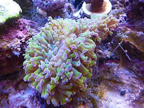 ナガレハナ茎メタグリーン/パープルチップ　２０２６年３月５日撮影