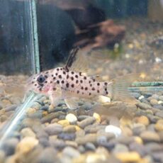 コリドラス　ヨッシャー②　２０２６年２月１１日入荷