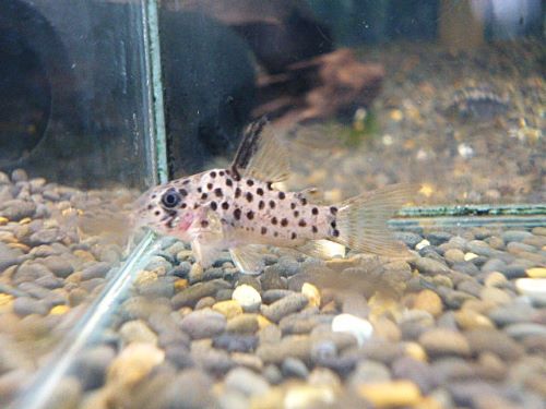 コリドラス　ヨッシャー②　２０２６年２月１１日入荷