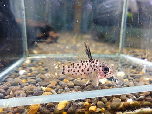 コリドラス　ヨッシャー