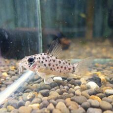 コリドラス　ヨッシャー③　２０２６年２月１１日入荷