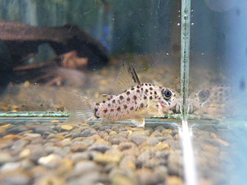 コリドラス　ヨッシャー