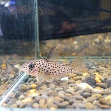 コリドラス　ヨッシャー④　２０２６年２月１１日入荷