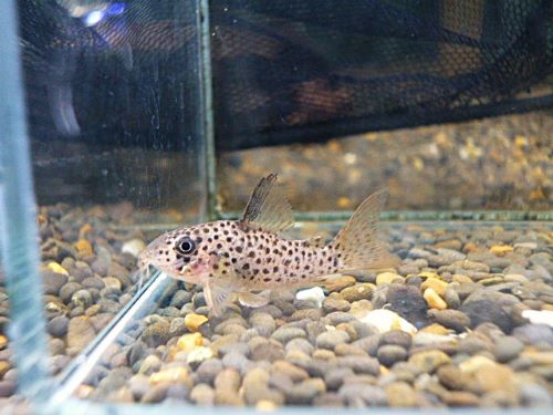 コリドラス　ヨッシャー④　２０２６年２月１１日入荷