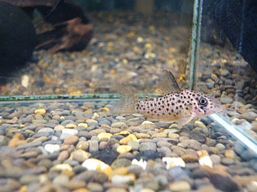 コリドラス　ヨッシャー