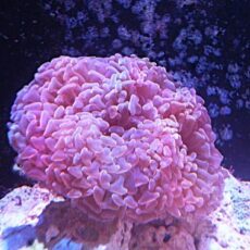 ナガレハナ　パープル（サンゴ）　２０２６年３月５日撮影